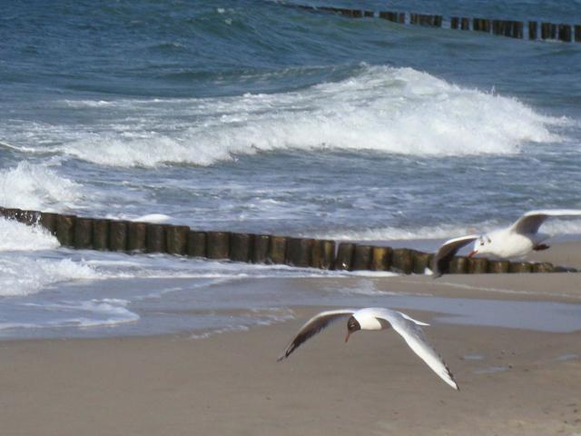 30-Muschelsucher-M_wen _16_.jpg