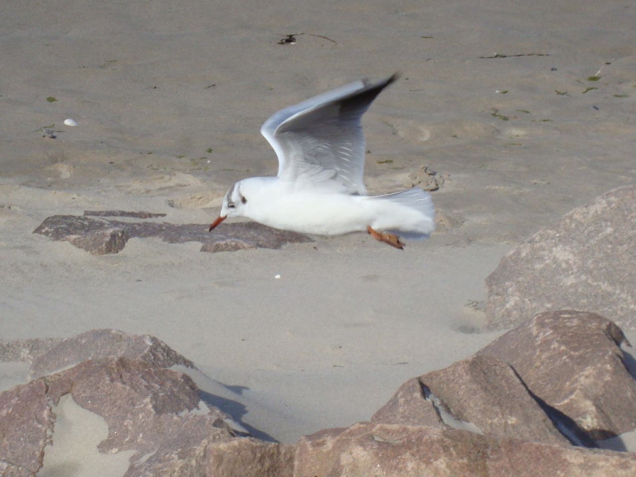 30-Muschelsucher-M_wen _20_.jpg