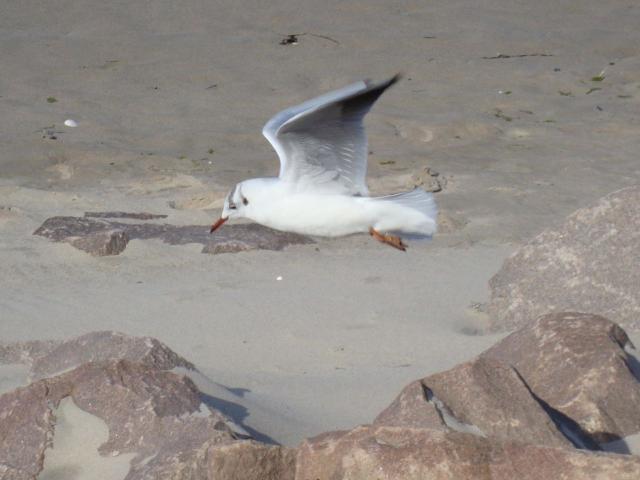 30-Muschelsucher-M_wen _20_.jpg