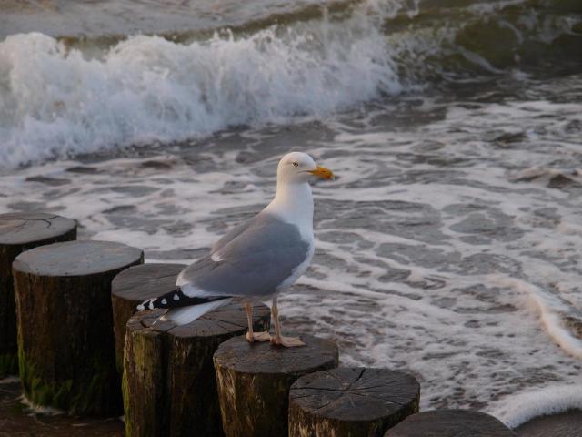 30-Muschelsucher-M_wen _29_.jpg