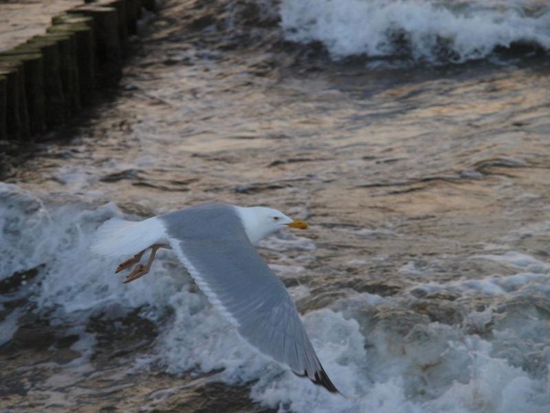 30-Muschelsucher-M_wen _34_.jpg