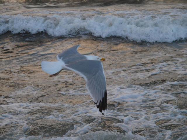 30-Muschelsucher-M_wen _35_.jpg