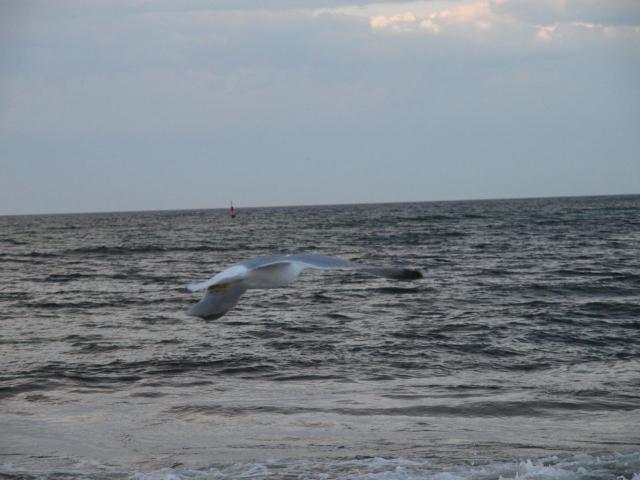 30-Muschelsucher-M_wen _37_.jpg