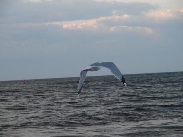 30-Muschelsucher-M_wen _38_.jpg