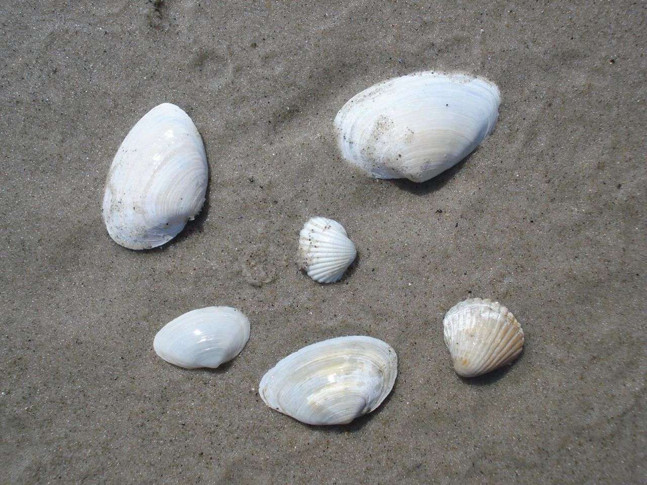 31-Muschelsucher-Muscheln _11_.jpg