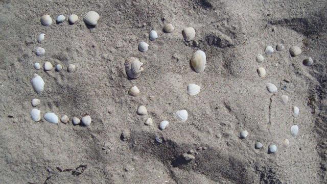 31-Muschelsucher-Muscheln _14_.jpg